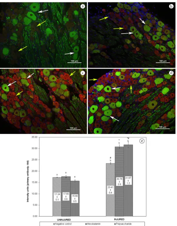 Figure  3 shows the in vivo expression of Akt within the  DRG after crush injury. Double-labeled immunofluorescence  demonstrated no co-localization of Akt and NF-200 in large  DRG neurons