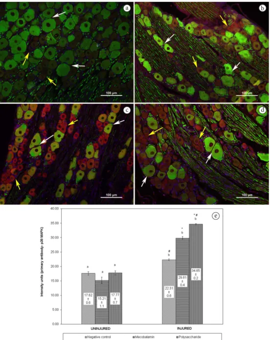 Figure  4 shows the expression of p38 MAPK within the  DRG after crush injury. Double staining of p38 MAPK with  NF-200 showed no co-localization in the large DRG neurons