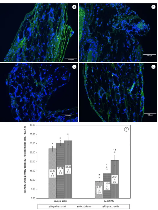 Figure 5. Distribution of rat endothelial cells antigen-1 (RECA-1)-positive microvessels in the peroneal nerve