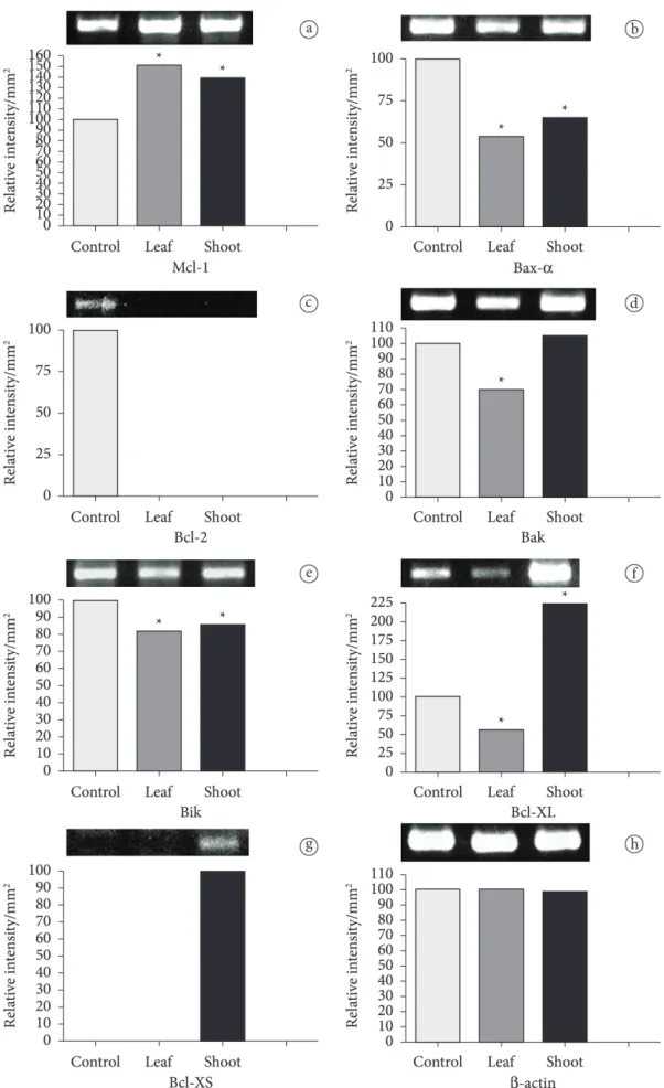 Figure 3. Expression of Bcl-2 family genes in HeLa cells treated with P. peruviana extracts