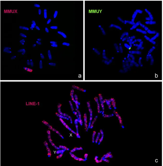 Fig.  4.  In  situ  hybridization  of  (a)  MMUX  (detected  with  anti-digoxigenin-rhodamine,  presented  in  red  colour)  and  (b)  MMUY  (detected  with  FITC  conjugated  with  avidin,  presented  in  green  colour)  paint  probes  to  metaphase  chro