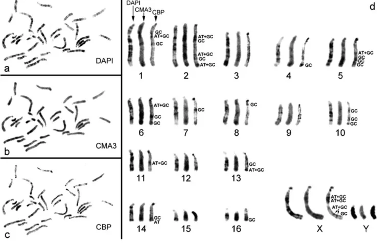 Fig.  2.  The  application  of  DNA-specific fluorescent dyes  was  performed  in  order  to  ascertain  the  affinity to  AT  or  GC-rich  regions  in  P