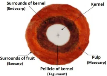 Figure 1. Anatomy/cross section of a mature licuri fruit found in the  Atlantic Forest of Minas Gerais, Brazil.