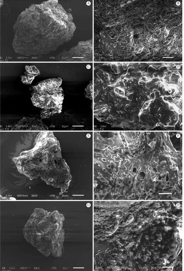 Figure 3. Scanning Electron Microscopy Images of experimental sweet biscuit at time 0 (A), and after 10 months (B), and commercial sweet  biscuit at time 0 (C) and after 10 months (D)