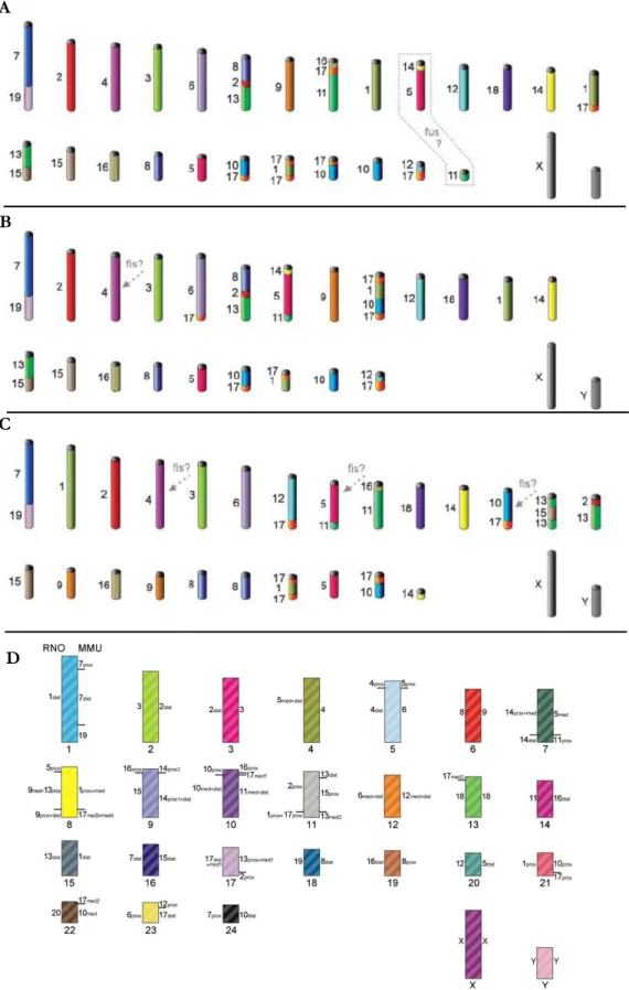 Figure 1.2|Putative ancestral karyotypes for Rodentia proposed by different authors. A) Ancestral Muroidea karyotype  (AMK)