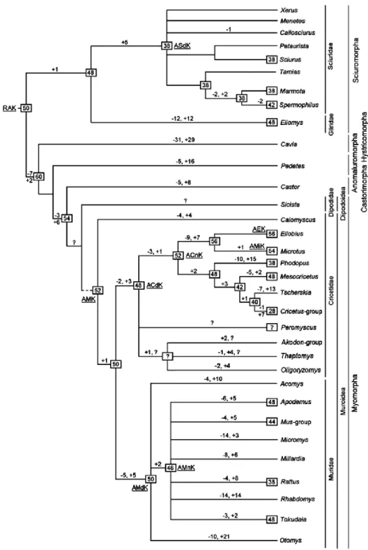 Figure  1.3|  Putative  rodent  evolutionary  tree.  This  tree  is  based  in  comparative  data  from  several  Muroid  rodents,  showing  chromosome  evolution  to  the  genus  level