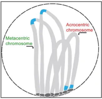Figure 2.1|The bouquet organization of chromosomes during prophase. All telomeres (dark grey) are attached to the  nuclear envelope