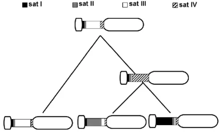 Figure 2.2|The Library model. Several satDNA families can coexist on chromosomes with different representation (major  (major  and  minor  satellites)