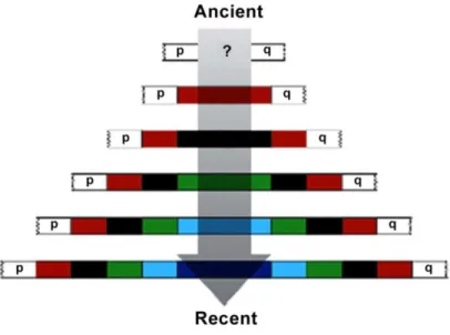 Figure  2.4|  Proximal  Progressive  Expansion  mode  of  evolution  of  satellite  DNA