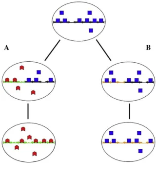 Figure  2.5|Coevolution  of  satellite  DNA  sequences  and  DNA-binding  proteins  in  the  centromeric  region