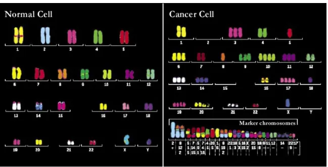 Figure 3.2| Normal and cancer cell karyotypes using multicolor FISH. A normal human cell’s chromosome set (left)  includes  23  pairs  of  standard  chromosomes,  whereas  a  tumor  cell  exhibits  an  irregular  karyotype  (right)