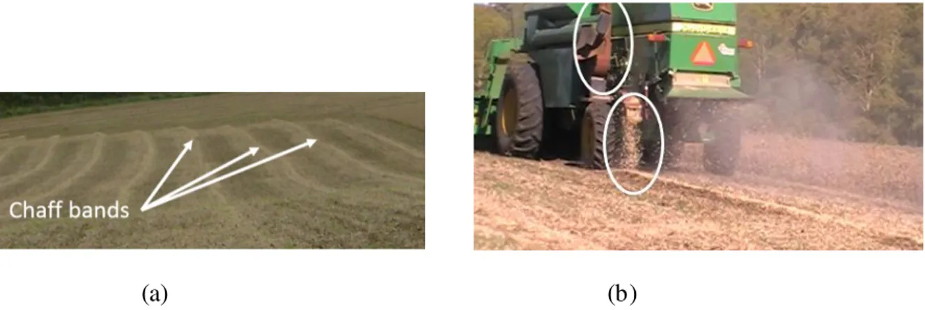 FIGURE 12. Chaff bands on the ground (a); rotating screw depositing chaff into bands (b)