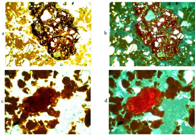Figure 3:  Images of the Cr horizons: a, b) Xanthic Acrudox, showing the contact of yellowish ground mass and red  mottle, with biotite grain; c, d) Rhodic Acrudox, showing banded distribution pattern of quartz and the micromass,  marked by micaceous domai