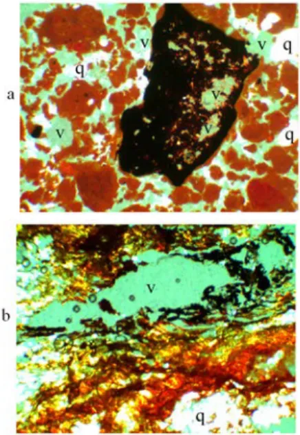 Figure 5: Dissolution of pedological features in  Rhodic Acrudox: a) porous, opaque hematite nodule  (Mn  absent)  in  B  horizon;  b)  planar  void  (fissure),  where Mn and Fe oxides were deposited in Cr  horizon