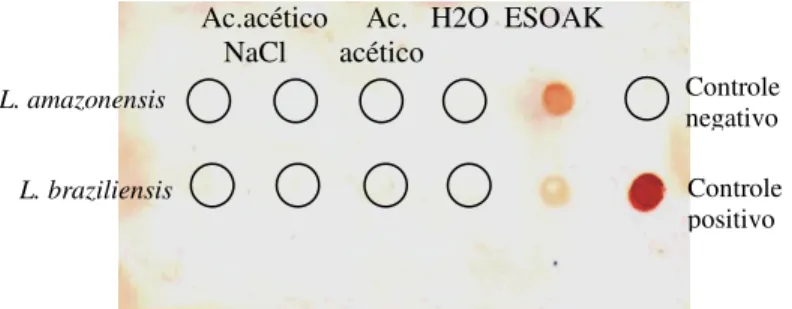 Figura  1:  Identificação  por  Dotblotting  das  amostras  contendo  LPG  de  duas  extrações