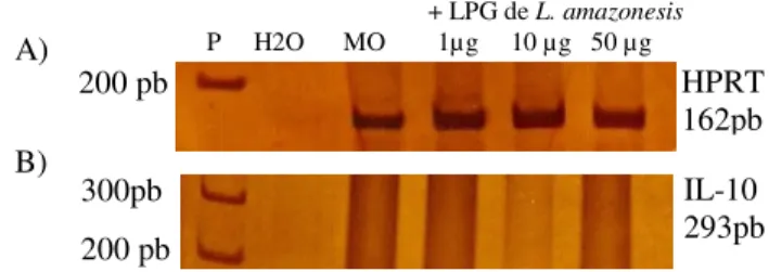 Figura 4: Produção de IL-10 por macrófagos intraperitoneais de camundongos C57BL/6 na ausência ou  presença de LPG de L