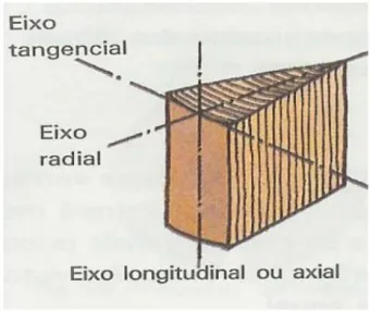 Figura 2.6 - Os três eixos de crescimento da madeira. 