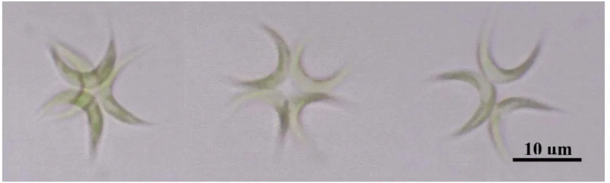 Figura 1: Foto da clorófita Ankistrodesmus gracilis no aumento de 1000x. 