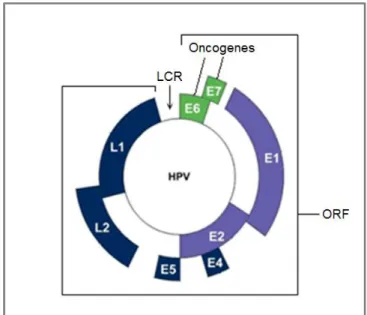 FIGURA 1: Genoma do HPV. LCR:  Long Control Region (Região de controle); ORF:  Open Reading  Frame (Faixa de leitura)