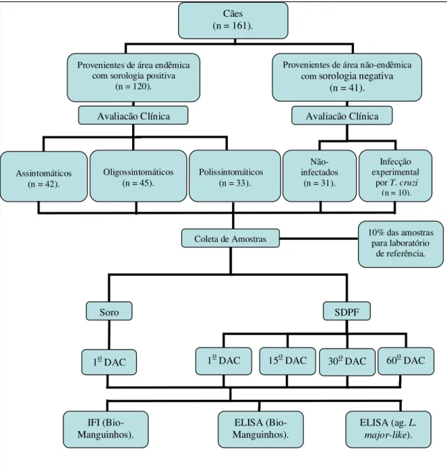 Figura 1: Fluxograma do estudo. 