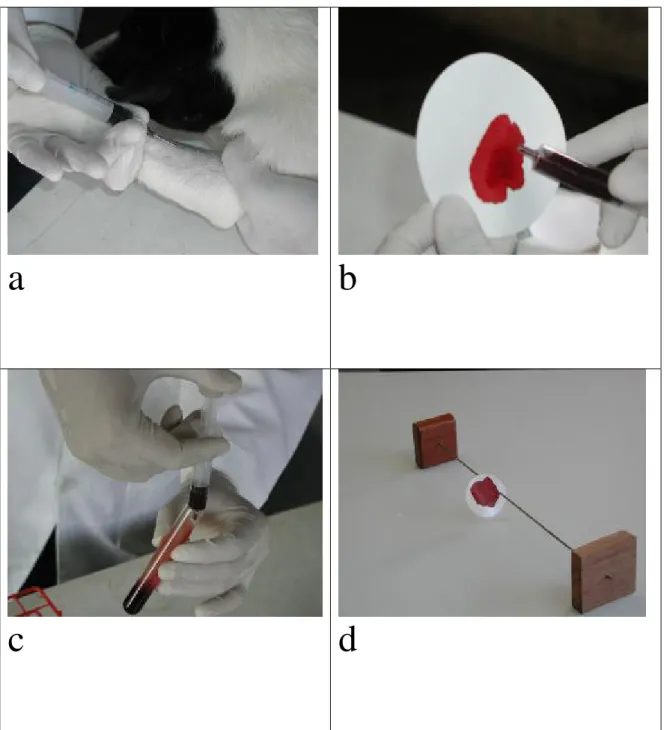 Figura  2:  Coleta  das amostras.  (a)  Punção venosa efetuada nos  cães;  (b)  transferência do  material  sanguíneo  para  o  papel  de  filtro;  (c)  transferência  do  restante  do  sangue  para  o  tubo de vidro e (d) secagem dos papéis de filtro em s