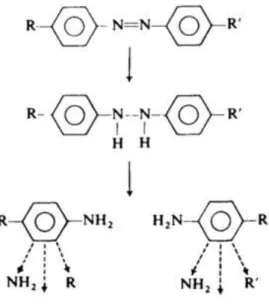 Figura 5: Quebra da ligação azo pela enzima azo-redutase liberada por microalgas do gênero  Chlorella