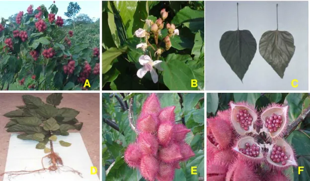 Figura 1 - Fotos de urucum. A: Urucuzeiro, B: Floração e frutificação, C: Folhas (posições dorsal e ventral),   D: Raiz, E: Fruto, F: Fruto aberto com sementes expostas