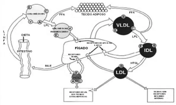 Figura 3: Metabolismo das lipoproteínas. QM – quilomícrons, VLDL - lipoproteínas de densidade muito  baixa LDL - lipoproteínas de baixa densidade -, IDL - lipoproteína de densidade intermediária, LPL –  lipoproteína lipase, LCAT – lecitina colesterol acil 