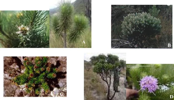 Figura 1: Fotos das espécies L. ericoides (A), L. trichocarpha (B), L. pinaster (C) e  L