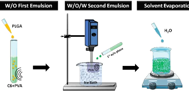 Figure 3.1. Schematic illustration of the synthesis of C6-loaded PLGA microparticles. 