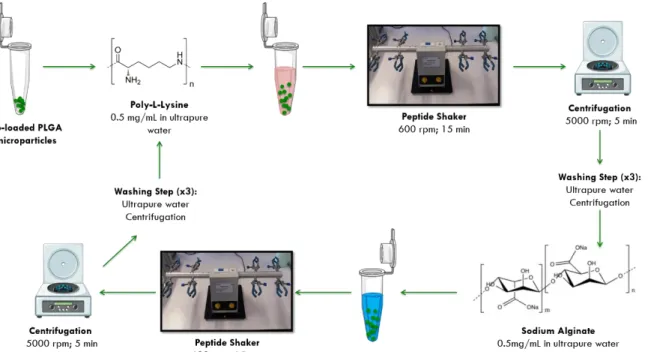 Figure  3.2.  Schematic  illustration  of  the  LbL  assembly  process  towards  the  synthesis  of  unloaded and C6-loaded polyelectrolyte-coated PLGA microparticles