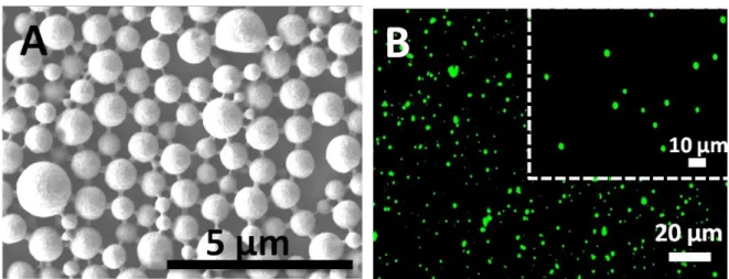Figure  4.2.  (A)  SEM  and  (B)  FL  microscopy  micrographs  of  the  uncoated  PLGA  microparticles prepared at room temperature