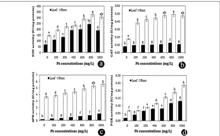 Figure 5 Effects of lead heavy metal stress on SOD (a), CAT (b), APX (c) and POX (d), antioxidative enzyme activities in leaf and root tissues of E 
