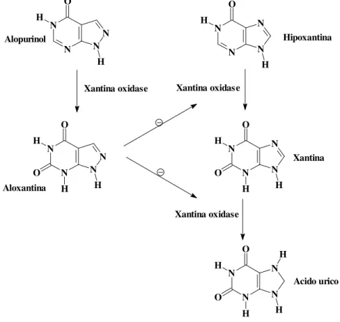 Figura 3 - Mecanismo de ação do alopurinol  e locais onde atua a enzima XO.