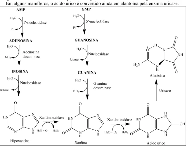 Figura 1-1. Via metabólica das purinas originando o ácido úrico no organismo humano. 