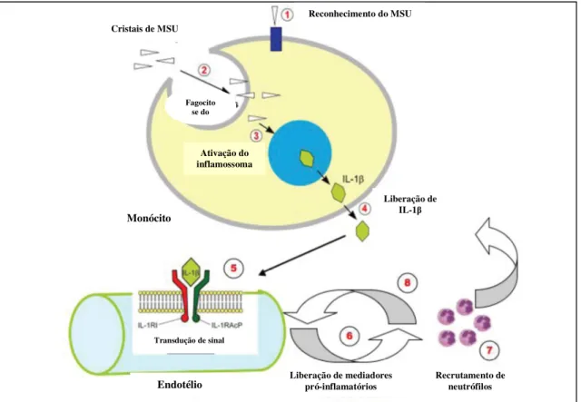 Figura 1-2. Etapas envolvidas no processo inflamatório ligado à gota. (1) Reconhecimento  dos cristais de urato na membrana celular por receptores do tipo  Toll-like; (2) Fagocitose dos  cristais de urato por células como macrófagos; (3) Ativação dos infla