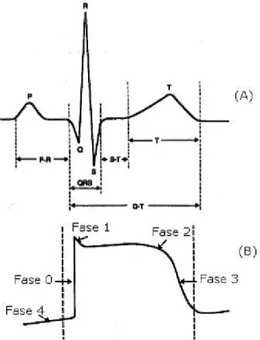 Figura  4 :  Registro  de  Eletrocardiograma  normal  com  todos  seus  componentes  e  respectivas  designações (A)