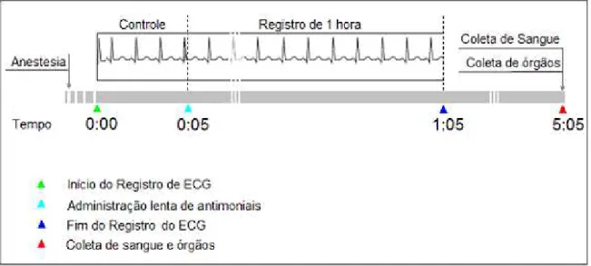 Figura 7: Protocolo de atividades desenvolvidas com tratamento agudo em dose única de 500 mg Sb/kg  administrados endovenosamente por injeção lenta (n=8/grupo) 
