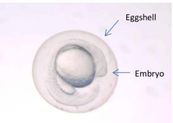 Figure 4- Zebrafish egg