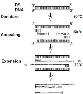 Figure 7 – PCR technique scheme (DS DNA= Double Strand DNA) (Tang &amp; Stratton, 2012)