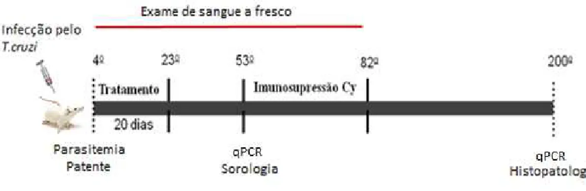 Figura  3  -  Representação  cronológica  do  experimento  utilizado  para  avaliação  de  cura: exame de sangue a fresco antes e após a imunossupressão com Ciclofosfamida e  da qPCR realizada no 1 o  e no 6 o  mês após o tratamento 