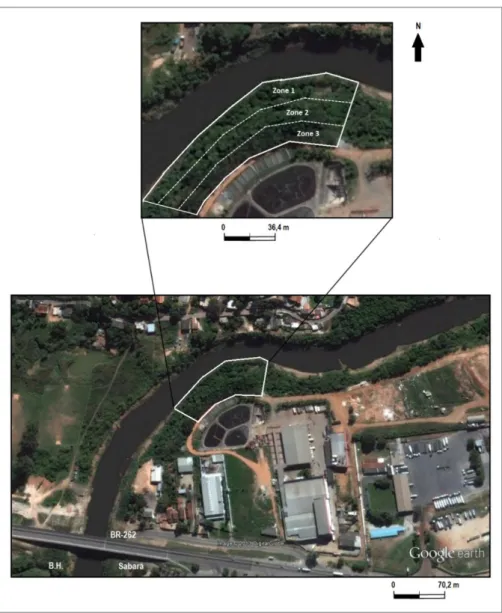 Figura 1. Imagem de satélite da mata ciliar reabilitada foco deste trabalho, no Rio das Velhas,  Sabará,  MG,  com  detalhes  das  zonas  de  amortecimento  (imagem  de  cima),  e  mostrando  também que a região é bastante antropizada (imagem de baixo)