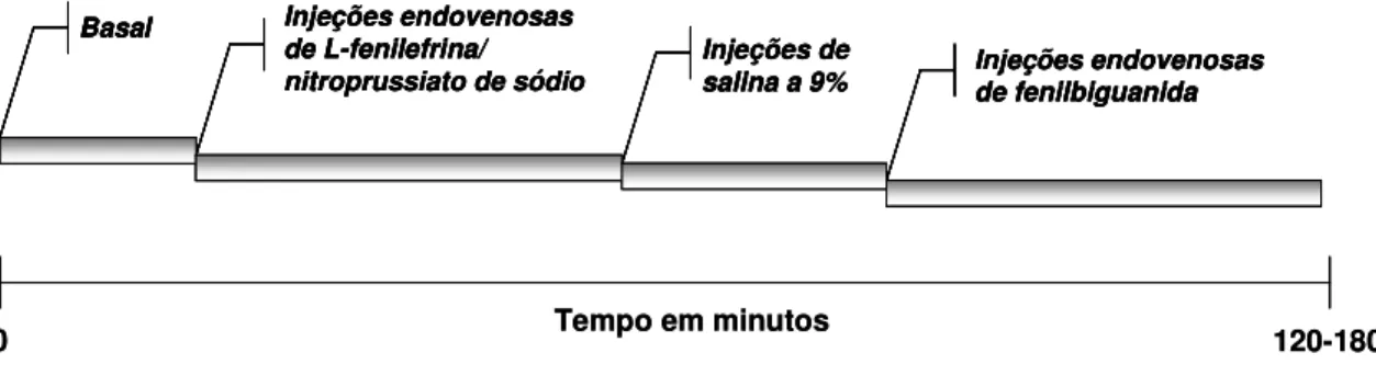 Figura 2 – Protocolo de ativação do barorreflexo e reflexo Bezold-Jarisch (RBJ). Após estabilização dos  parâmetros cardiovasculares os primeiros 10-20 minutos foram tomados como valores basais