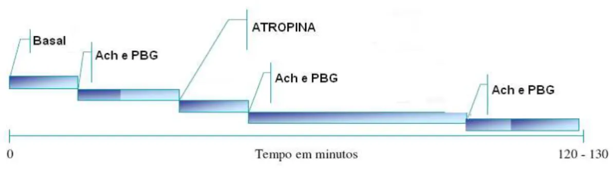 Figura 3 – Esquema do protocolo experimental para avaliação do reflexo Bezold-Jarisch após bloqueio vagal