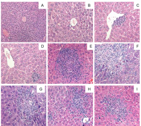 Figure 2 – Photomicrographs of Swiss mice liver sections submitted to the toxicity evaluation of the crude ethanolic extract  of Lychnophora pinaster (LPiE), orally administered at three different doses (125; 250 or 500 mg/kg of body weight in accordance  