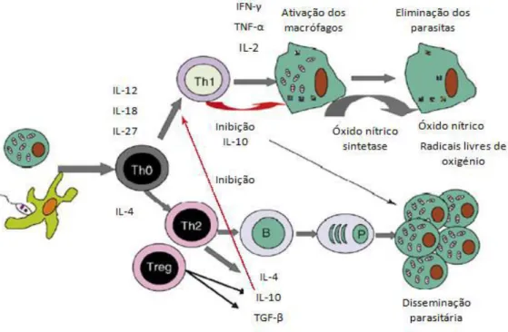 Figura 7 – Interação entre as respostas imunitárias Th1 e Th2 na LCan (adaptado de Baneth et al., 2008)