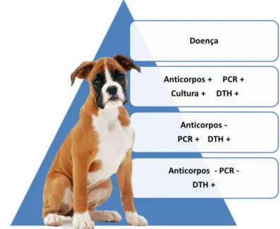 Figura 5: Esquema representativo dos cães residentes numa zona endémica  que se encontram expostos à infeção por Leishmania (DTH:de  hipersensibilidade do tipo retardado; PCR: reação em cadeia da polimerase) 