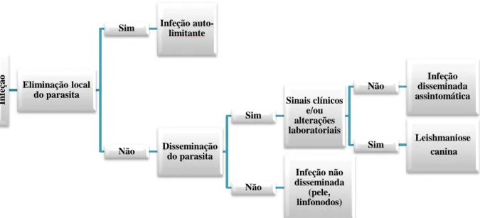 Figura 9: Diferentes desenvolvimentos da infeção por Leishmania (Adaptado de: Saridomichelakis, 2009) 