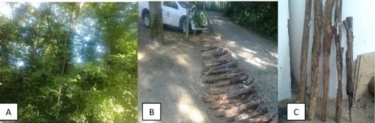 Figure 1. (A) Forest fragment where the experiment was conducted; (B) sabiá logs evaluated; (C) Logs classified (from left  to right) as sound, surface attack, moderate attack, intensive attack (heavy) and failure (broken), respectively.