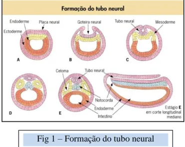 Fig 1 – Formação do tubo neural 